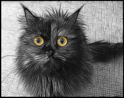 Кошка