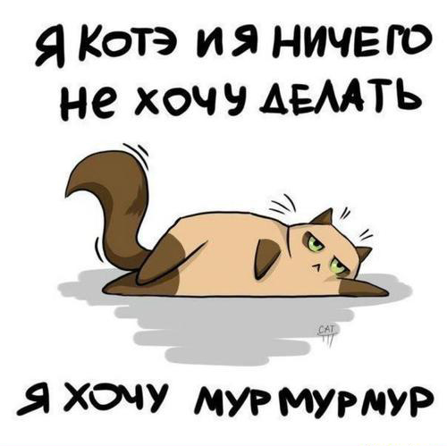 Я котэ