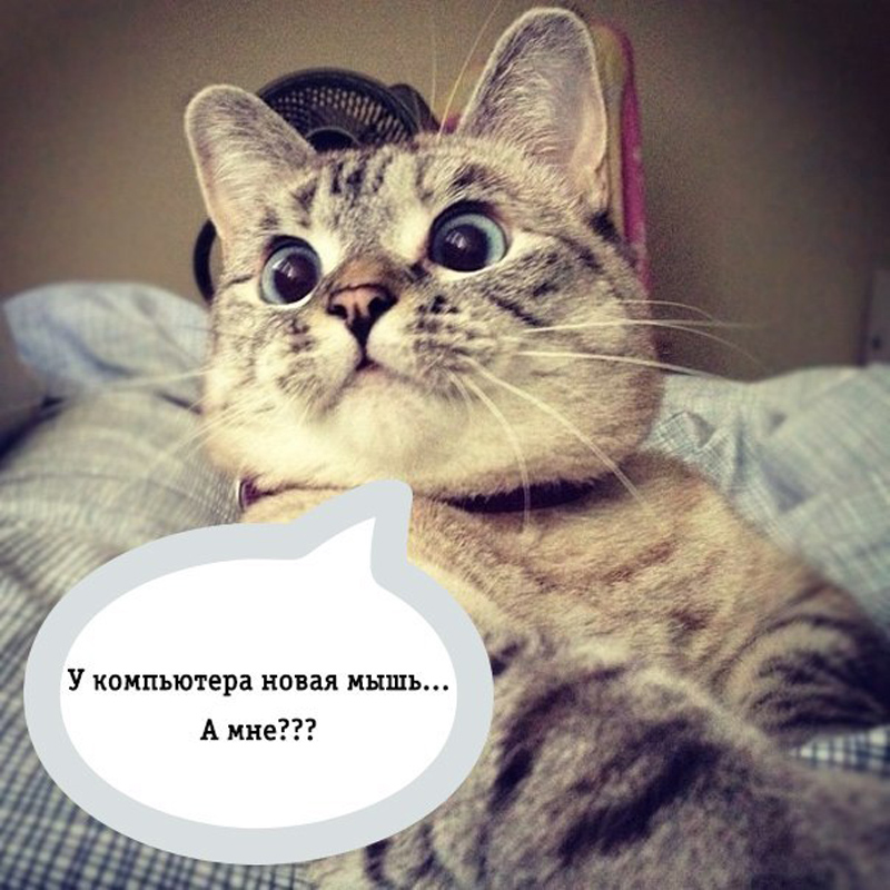 КотЭ