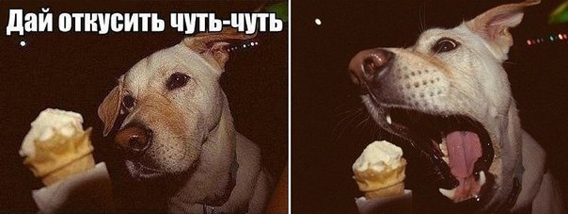 Дай откусить