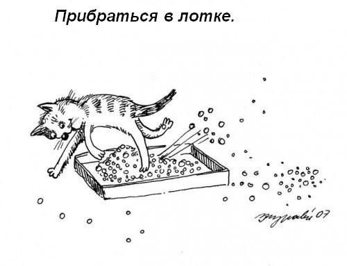 Кошкины обязанности в доме
