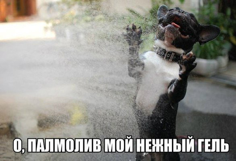 палмолив