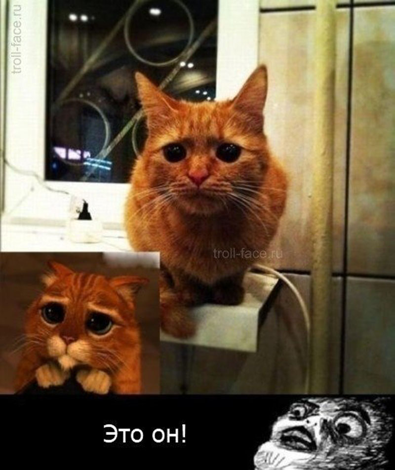 КотЭ