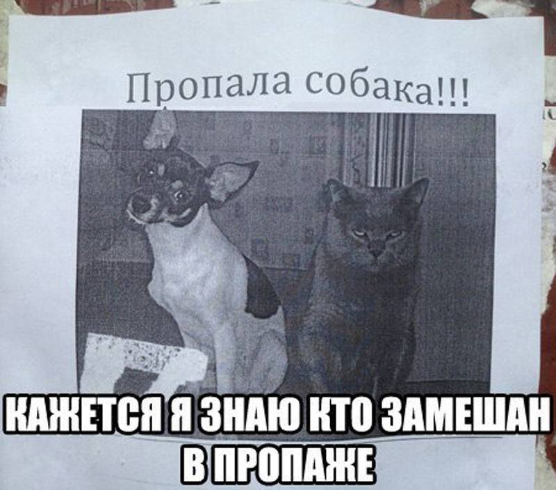 пропала собака