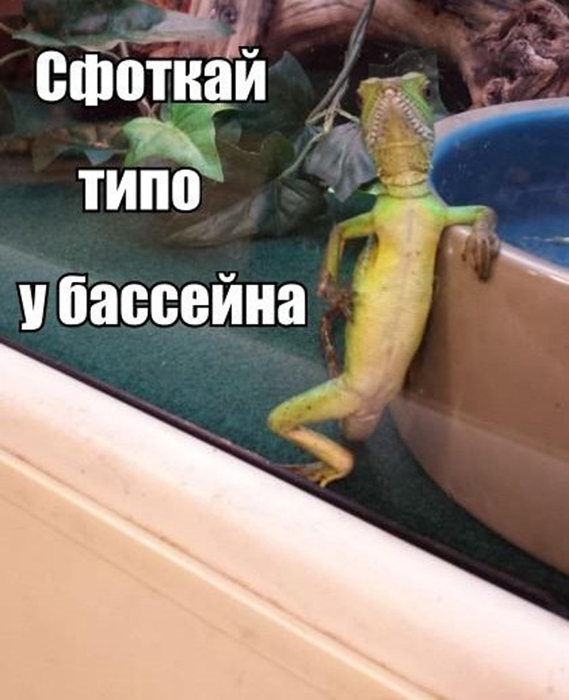 Типо у бассейна