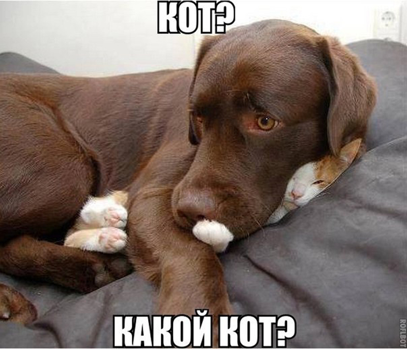Какой кот?