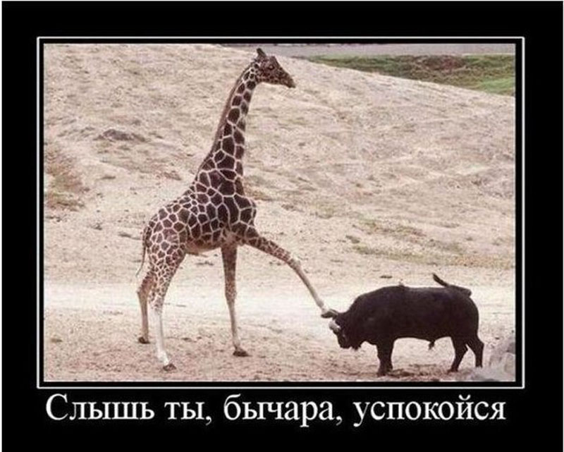 Бычара
