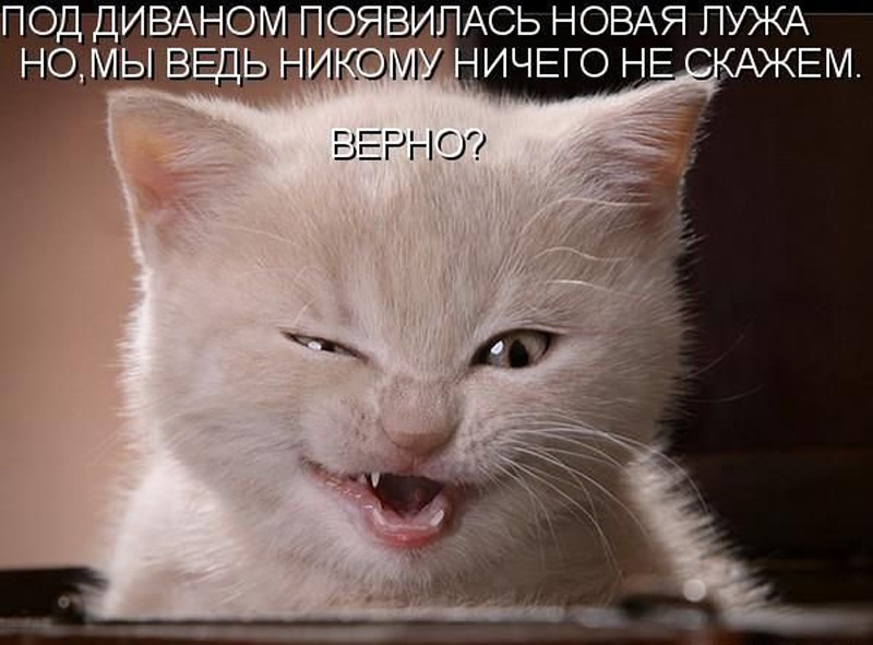 Котя