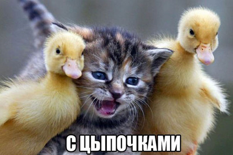 С цыпочками