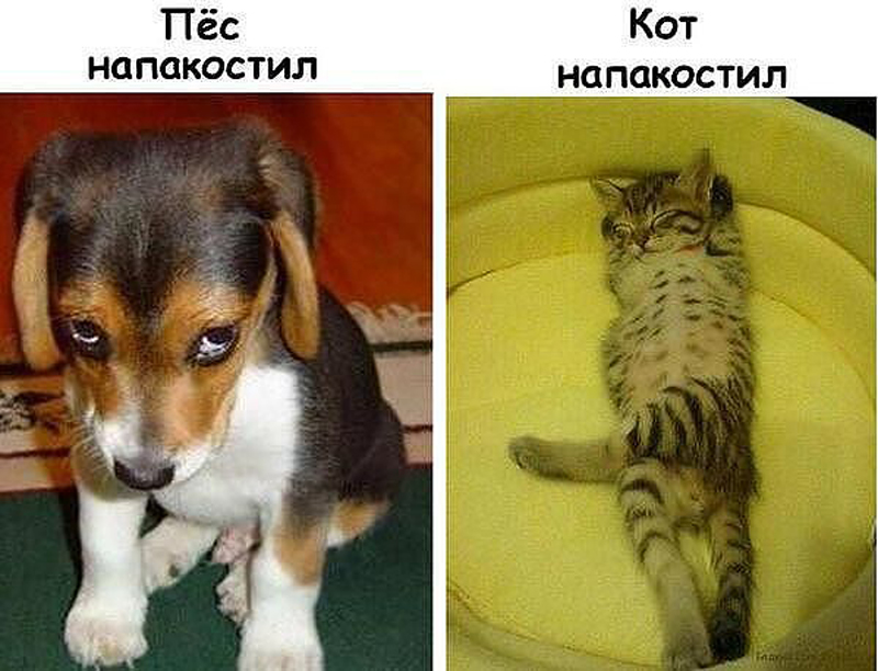 Напакостил