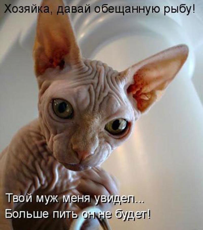 Давай рыбу