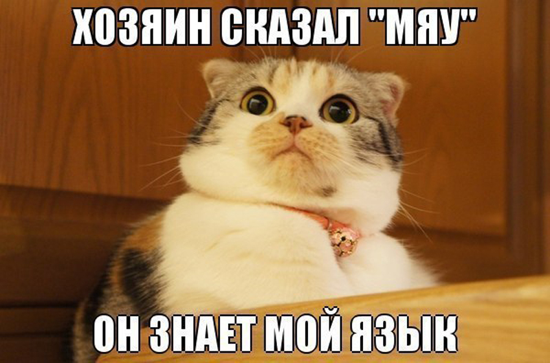 Мяу