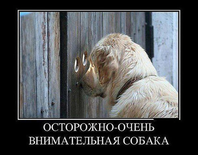 Внимательная собака