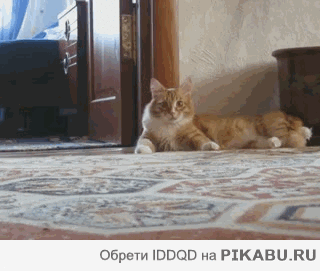 Подборочка смешных гифок