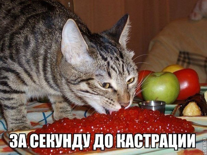 Котик