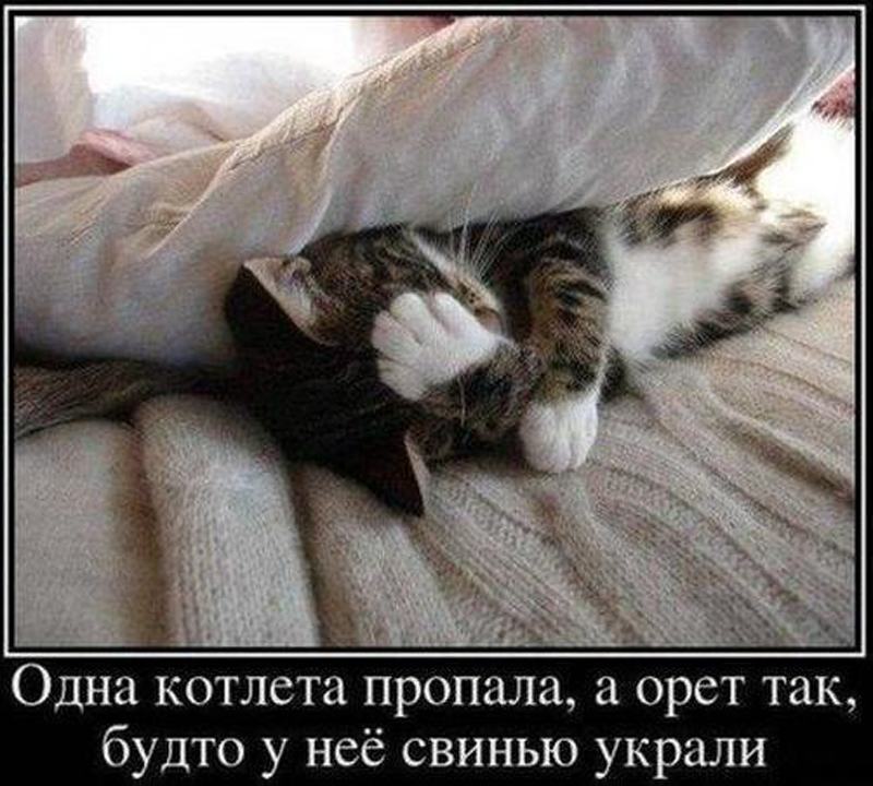 Одна котлета пропала