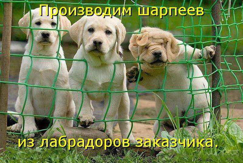 Шарпеи