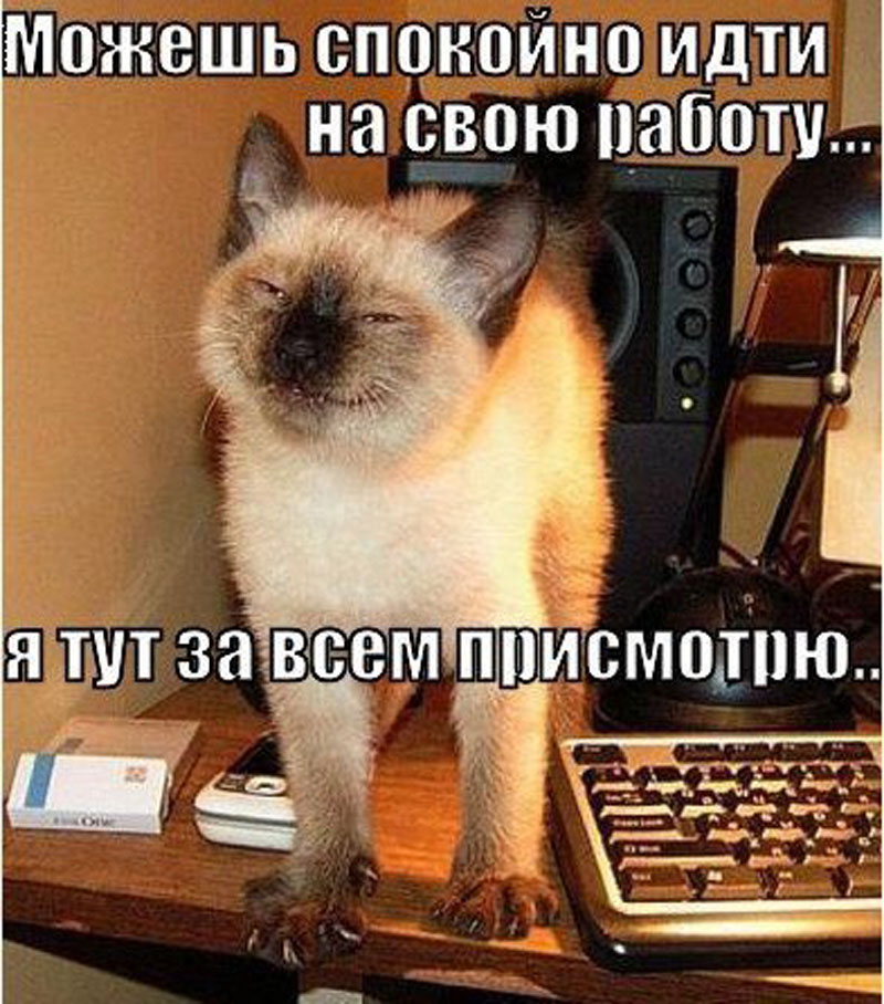 Присмотрю