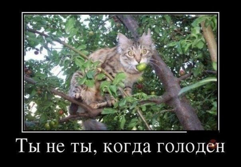 Голод