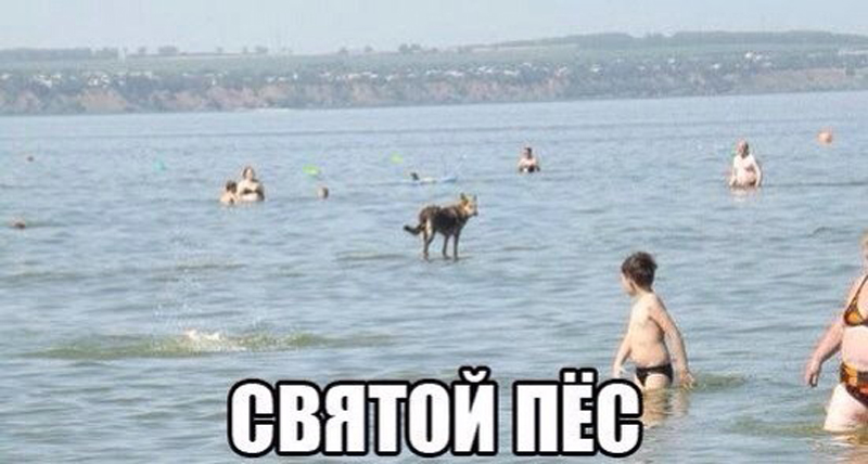 Святой пес