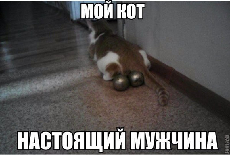 Супер кот