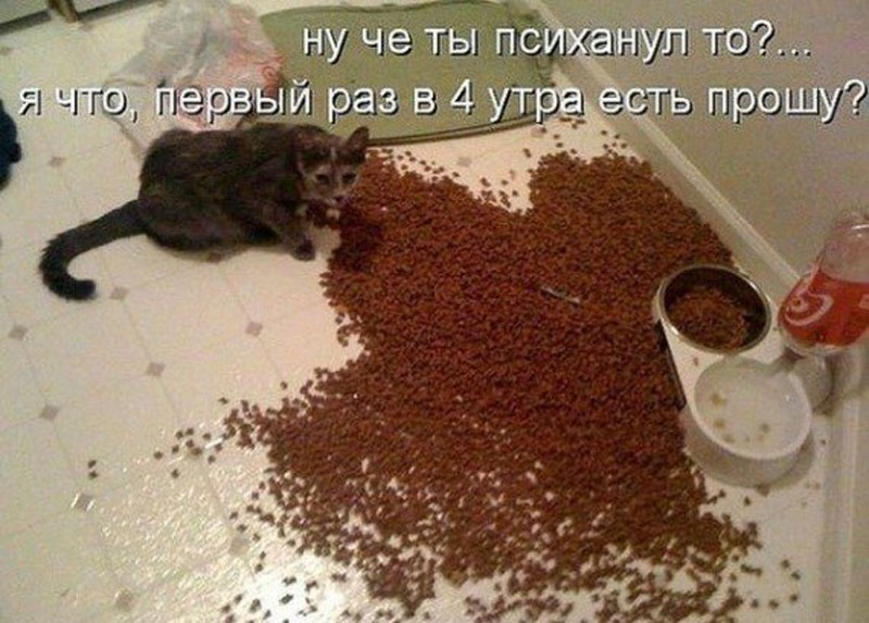 Покорми меня