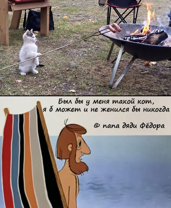 Хочу такого кота!